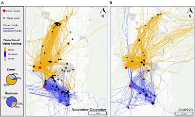 Memory and Conformity, but Not Competition, Explain Spatial Partitioning Between Two Neighboring Fruit Bat Colonies